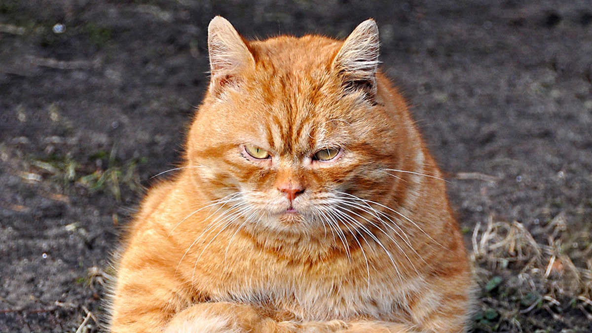 photograph: Cat looks like Garfield